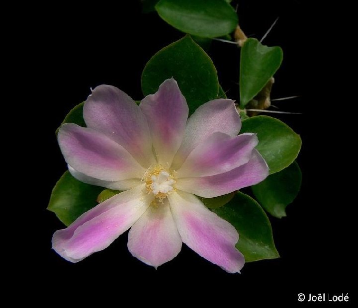 Pereskia bahiensis, Jaguarari, Bahia, Brasil JLcoll.3817